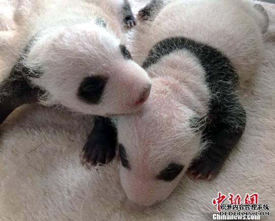 ������˫��̥������������ ��